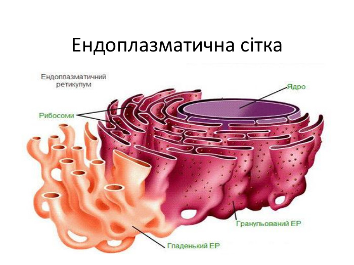 Ендоплазматична сітка