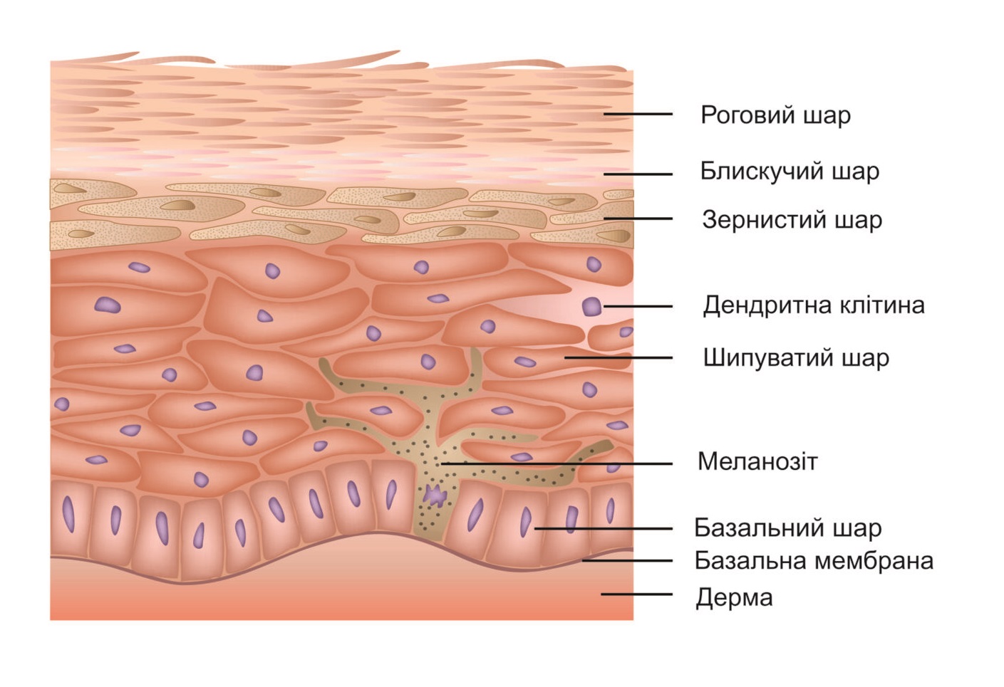 Будова епідермісу