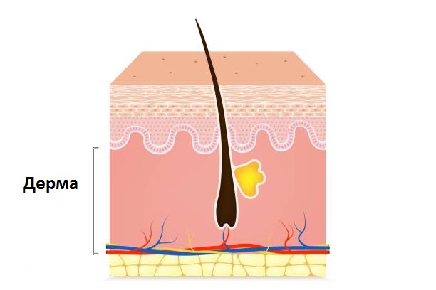 Будова дерми