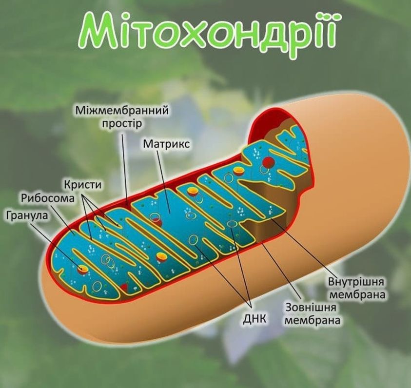 Митохондрии