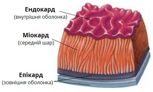 Стенка сердца