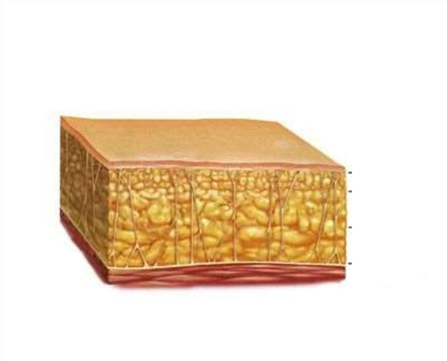 Подкожная жировая ткань