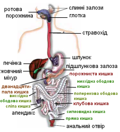 Будова травної системи