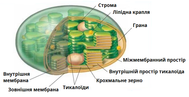 Хлоропласты